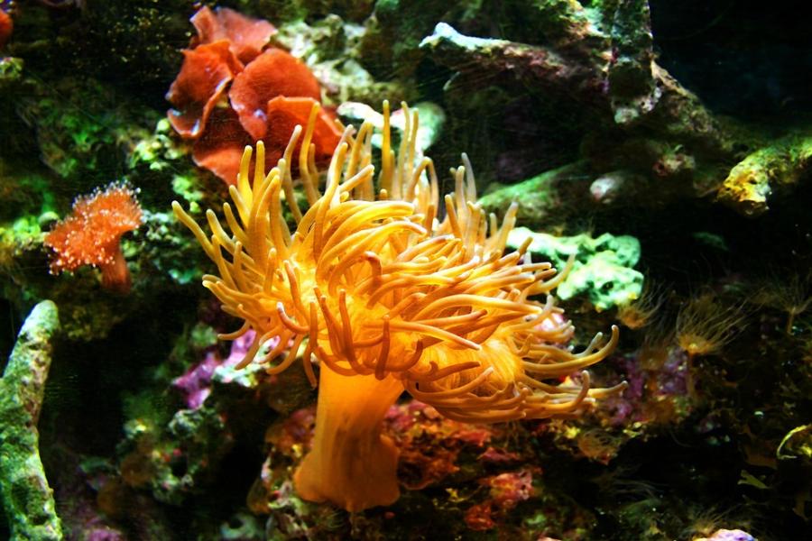 placeholder-sea-anemone