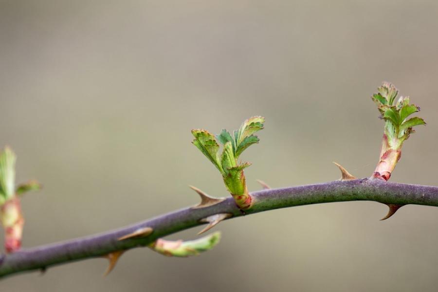 placeholder-spring