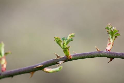 placeholder-spring