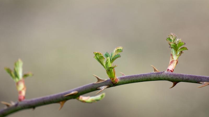 placeholder-spring