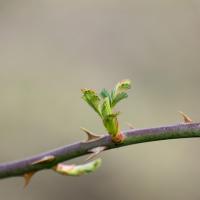 placeholder-spring